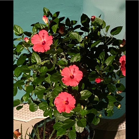 Please feel free to say hello❤️👍😊🌹🌹🌹🌹 - Picture 9 of 16